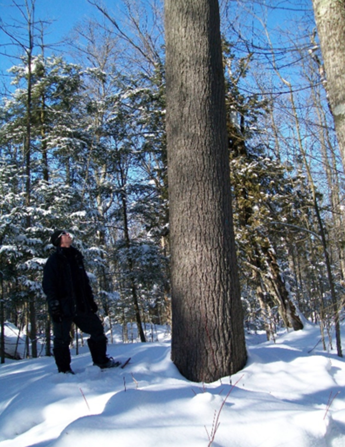 Erik Downing beside large pine tree